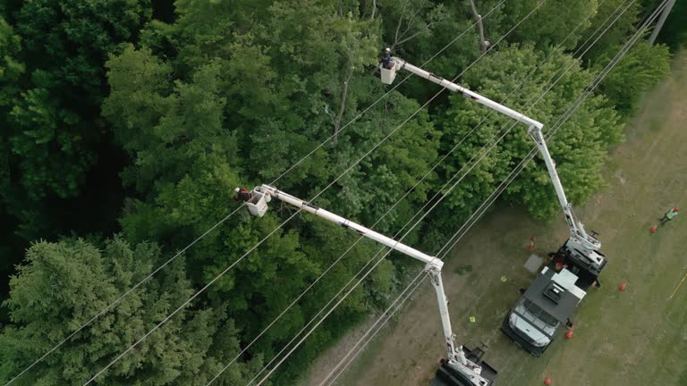 Best Tree Trimming and Pruning  in Huntington, VA